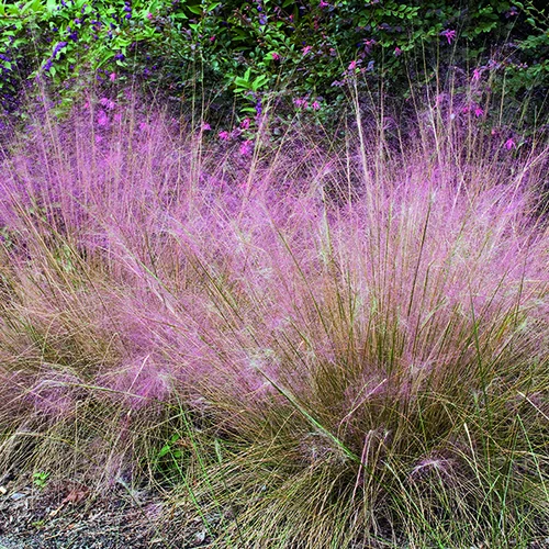 Jardin idée:Muhlenbergia Capillaris Pink Cloud vert botanic®. Le pot de 2 litres