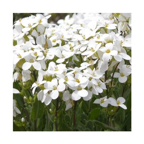 Côté jardin：Arabette des Alpes - Le pot de 1 litre