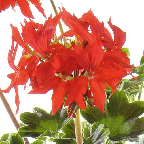 Confort pour le jardin:Géranium Zonal à fleurs étoilées multicolores - Le pot de 2,5 litres