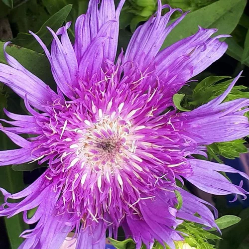 Idéal au jardin：Stokesia Mels Blue - Le pot de 2 litres