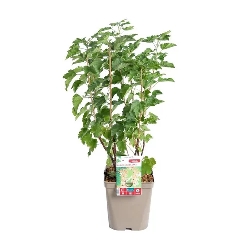 Utile dehors:Groseillier A Grappe Blanka Bio. Le pot de 5 litres