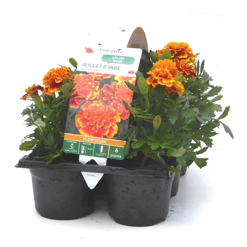 Jardin à aménager:Œillet d'Inde bicolore - Le pack de 6 plants