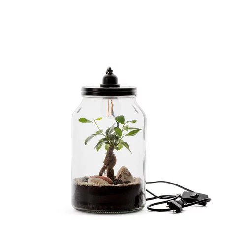 Jardin pratique:Terrarium Bulle de Nature Kraft Ginseng en verre transparent Naturalys taille M - Ø 15,5 x 26 cm