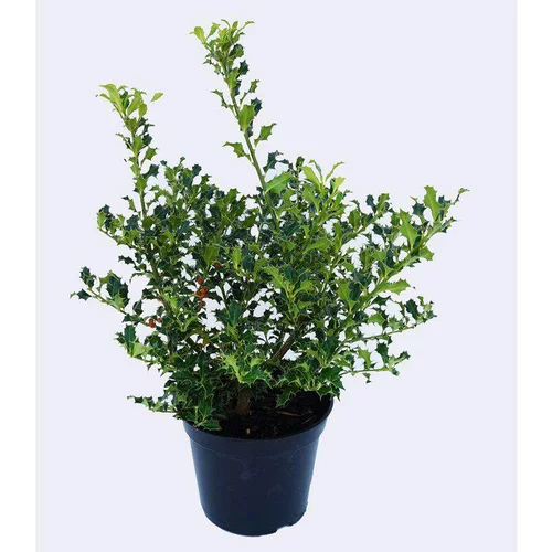 Style extérieur：Houx Aquifolium Alaska - pot 5 L