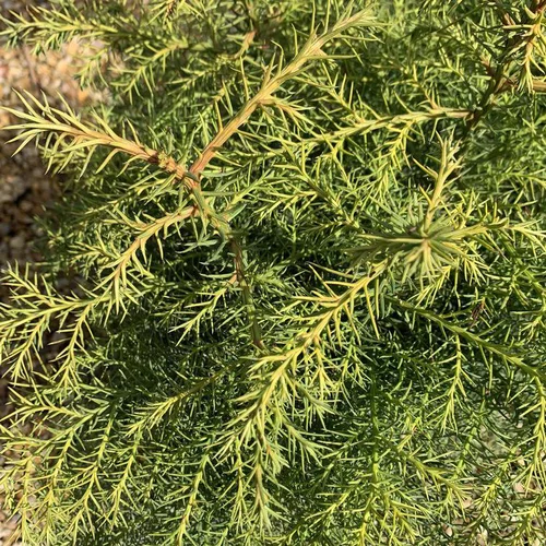 Qualité extérieur:Cèdre du Japon Elegans vert. Le pot de 4 litres