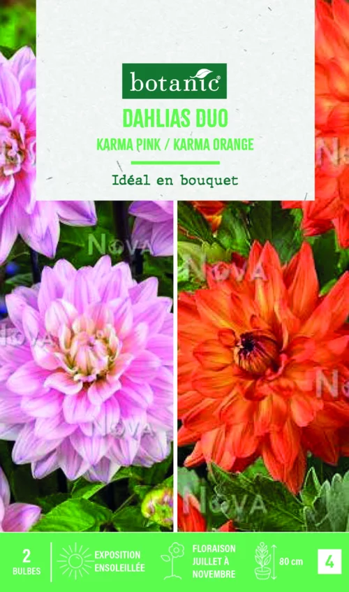 Adapté à votre jardin：Bulbes de fleurs duo de Dahlias semi-cactus Karma rose / Karma orange botanic® - 2 bulbes