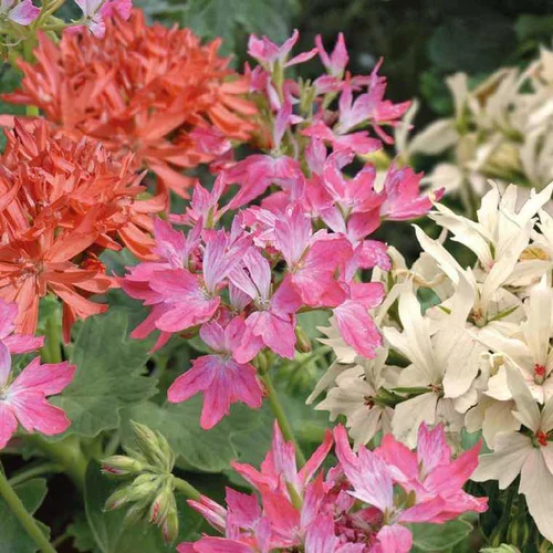Adapté à vos extérieurs：Géranium à fleurs étoilées multicolores - Le pot de 7,5 litres