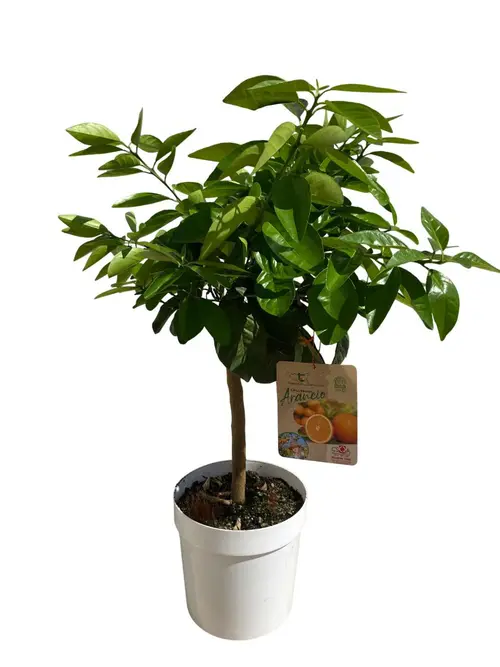 Bien pensé extérieur：Oranger Washington 1/4 tige coloris orange - 5 L