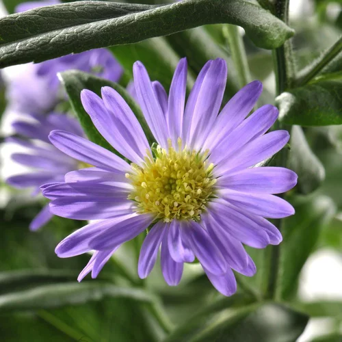 Pour donner du style à l’extérieur：Aster. La barquette de 6 plants