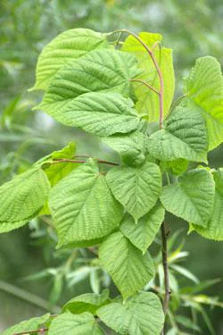 Parfait au jardin:Tilleul à Grandes Feuilles. Le pot de 15 litres