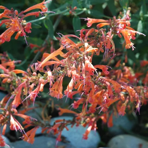 L’allié du jardin：Agastache Variée. Le pot de 14 cm