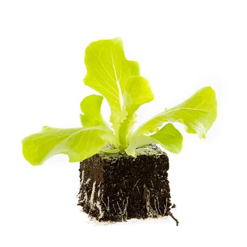 Une touche pratique à l’extérieur:Batavia Blonde Bio. La motte de 4x4 cm