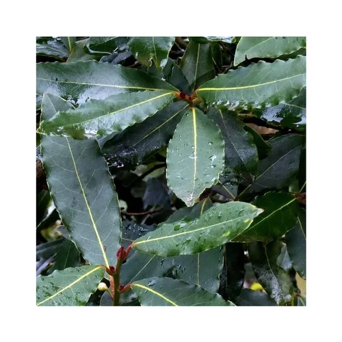 Idée jardin:Laurier sauce (Laurus Nobilis) 1/2 tige. Le pot de 35 litres