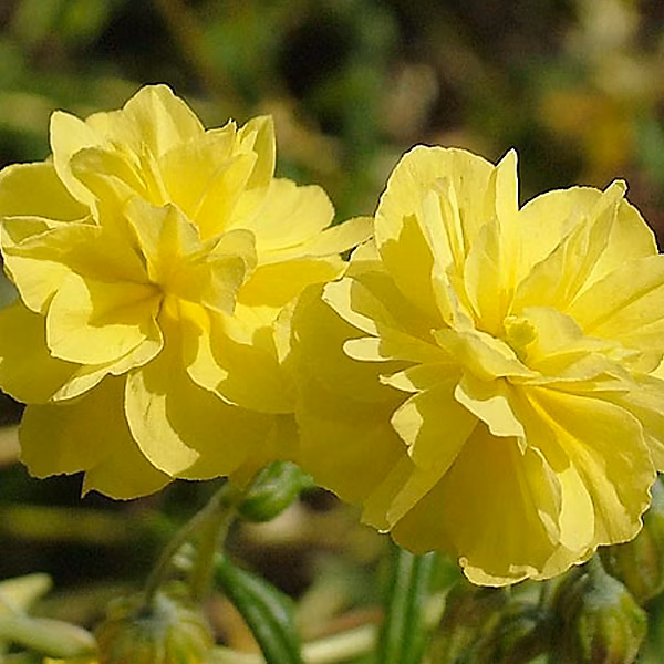 6 x Hélianthème 'Sulphureum plenum' – Helianthemum 'Sulphureum Plenum', godet 9cm x 9cm