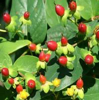 Pratique extérieur:Hypericum Early fruits - Le pot de 1,5 litre