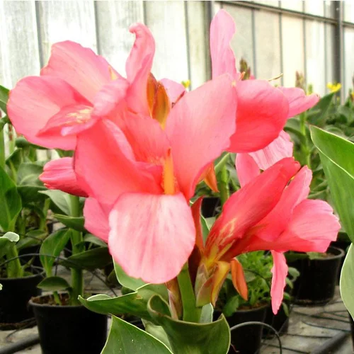 Maison & extérieur:Canna ou Balisier à fleurs multicolores - Le pot de 4,5 litres