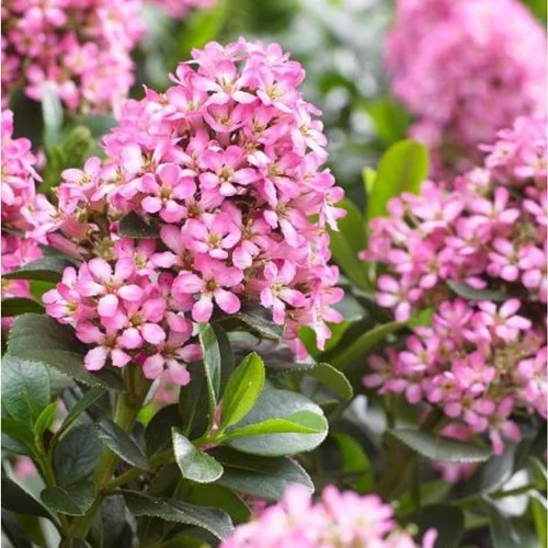 Malin extérieur:Escallonia Laevis Pink Elle. Le pot de 7,5 litres