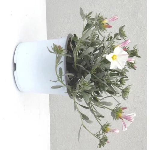Pour vos moments au jardin:Convolvulus Cneorum - Le pot de 1 litre