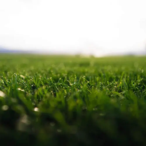Espace vert confort：Gazon naturel résistant à la sécheresse en rouleaux Les Gazons de la Hardt - prix pour une surface achetée totale de 151 à 300 m²