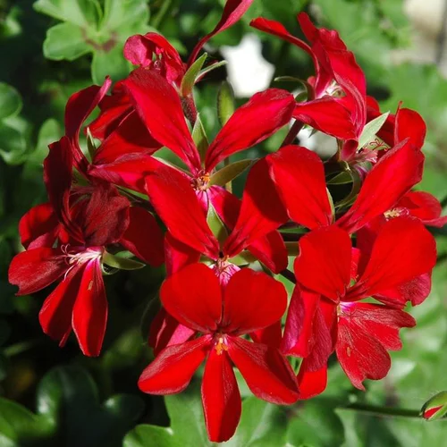 Le choix jardin:Géranium Lierre à fleurs simples multicolores. Le pot de 1 litre