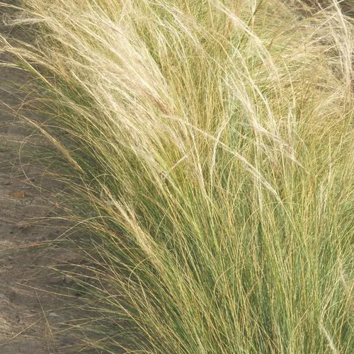 Vie extérieure：Stipa Ten - 'Ponytails' - Le pot de 2 litres