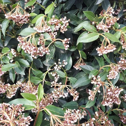 Jardin adapté：Viburnum Tinus ou Laurier-tin 30/40 cm en pot de 3 L