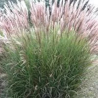 Une idée pour votre jardin：Miscanthus Sinensis - Le pot de 3 litres