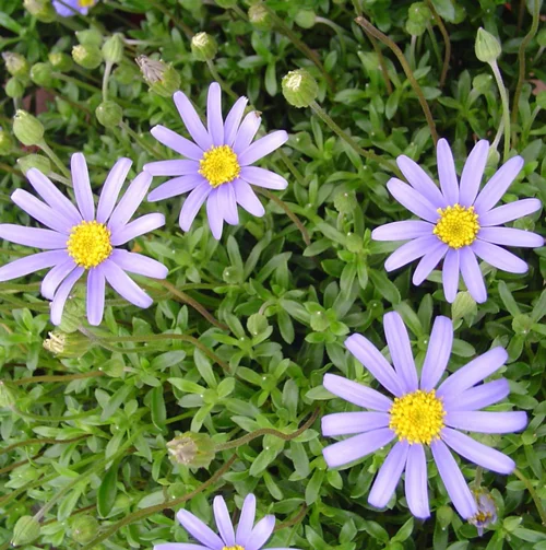 Univers jardin：Agathea ou Felicia amelloides. Le pot de 10,5 cm