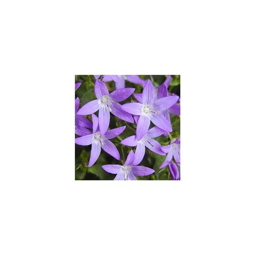 Essentiel extérieur：Campanula Garganica - Le pot de 3 litres