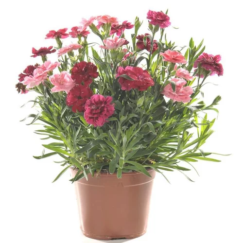 Jardin & loisirs：Œillet ou Dianthus tricolore à fleurs multicolores - Le pot de 1 litre