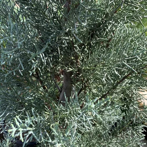 Une solution adaptée au jardin：Cyprès de l'Arizona Fastigiata 150/175. Le pot de 18 litres