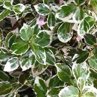 Nature maison:Euonymus Fortunei Emerald Gaiety panaché blanc 30/40 cm en pot de 3 L