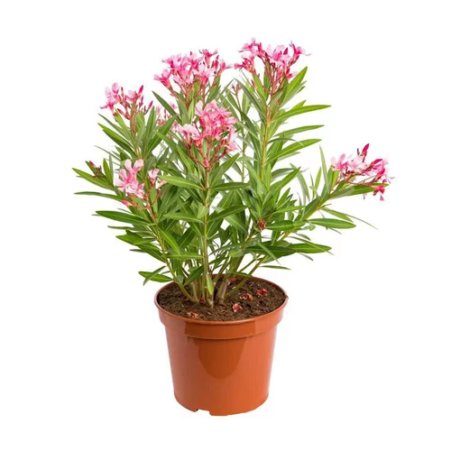 Sélection pour votre jardin:Nerium Oleander Varié – Pot de 7L
