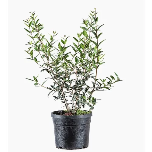 Jardin et confort:Phillyrea Angustifolia (Filaire à feuilles étroites) 40/60 en pot de 4 L vert