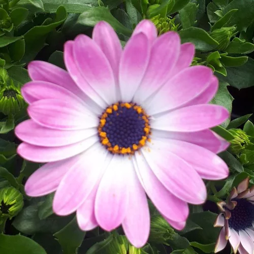 Choix pour le jardin：Osteospermum - La coupe de 27 cm