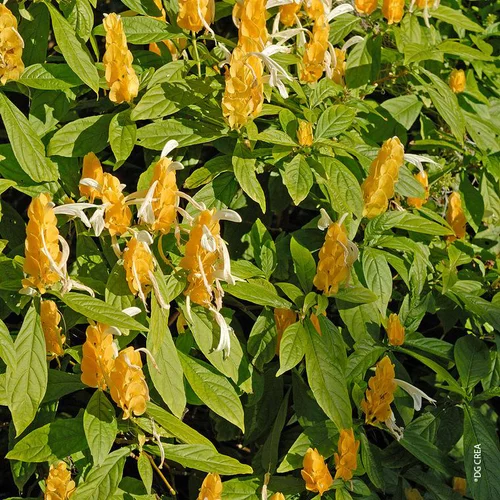 Jardin confort plus：Pachystachys - Le pot de 2,5 litres