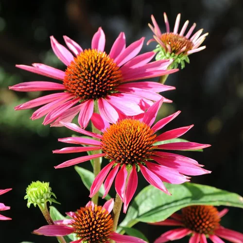 Choix malin：Échinacée pourpre ou Echinacea purpurea à fleurs roses - Le pot de 2 litres