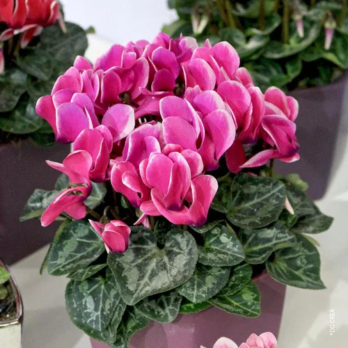 Pour un jardin bien organisé:Cyclamen - Avec cache-pot