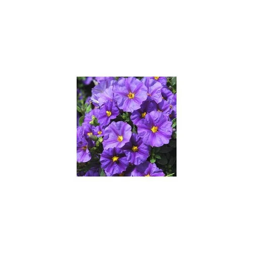 Idée extérieur:Solanum Rantonnetii - Le pot de 10,5 cm