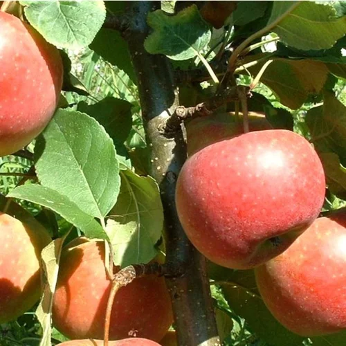 Extérieur plaisir：Pommier Ariane®. Le pot de 10 litres forme gobelet