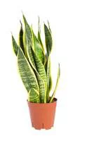 L’esprit jardin:Sansevieria Trifasciata Laurentii pot Ø14xH55 cm