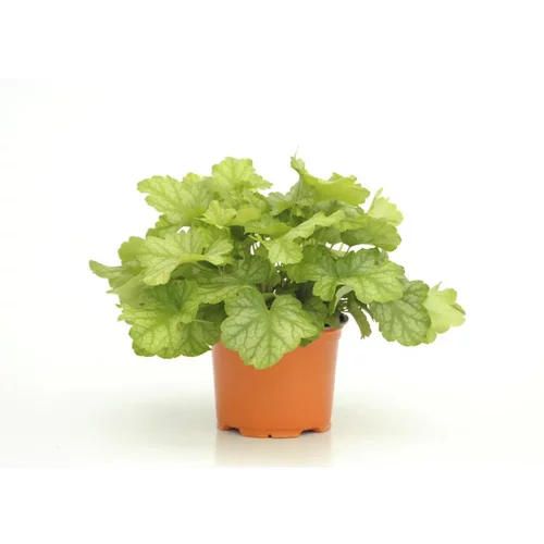 Espace vert moderne：Heuchère Lord Lime - Le pot diam 12 cm