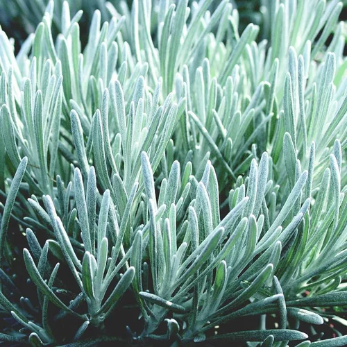 Esprit végétal：Helichrysum Italicum - Le pot de 2,5 litres