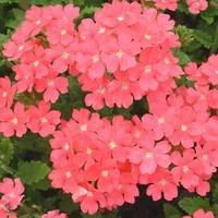 Une solution pour le jardin：Verveine retombante - La suspension de 30 cm