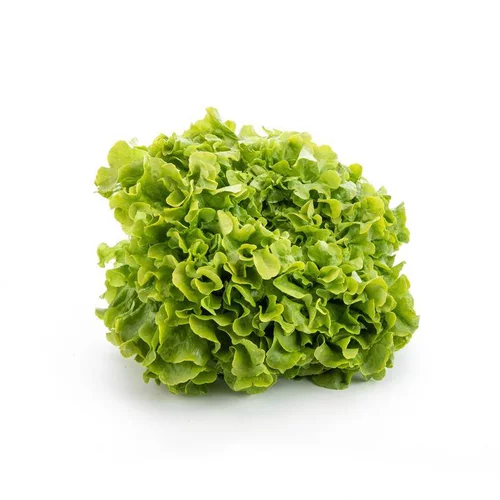 Idéal pour l’extérieur:Salade feuille de chêne bio de France – Prix à la pièce
