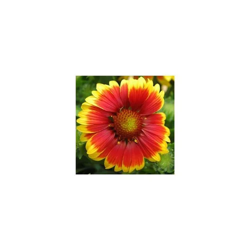 Jardin et maison:Gaillarde vivace - Le pot de 5 litres