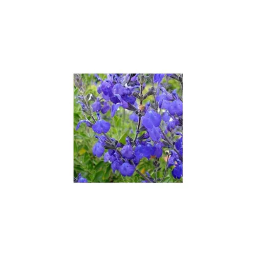 Jardin à vivre:salvia blue note - Le pot de 7,5 litres