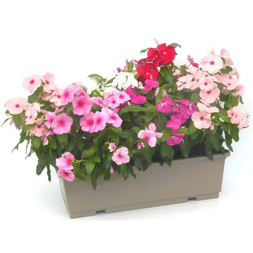 Pour vos projets jardin:Pervenche de Madagascar - La jardinière de 50 cm