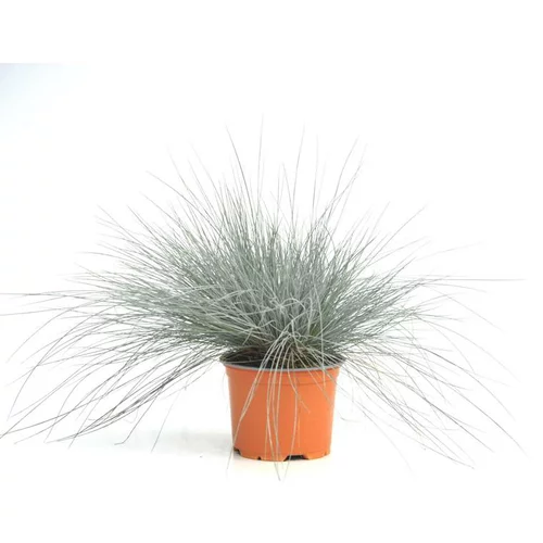 À découvrir pour l’extérieur：Fétuque bleue - Le pot diam 12 cm