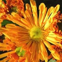 Idée pour le jardin:Chrysanthème multifleurs - La jardinière de 50 cm